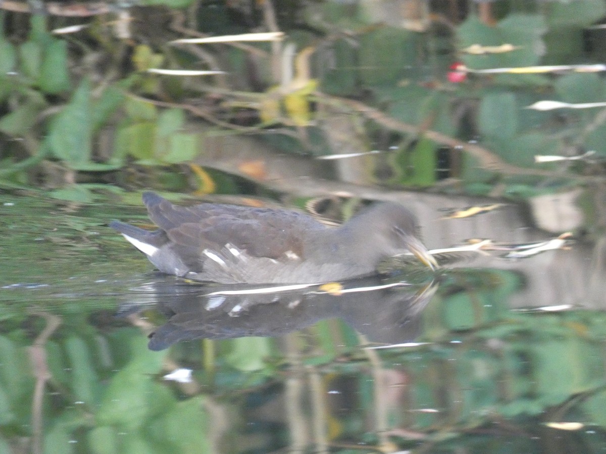 紅冠水雞 - ML646916894