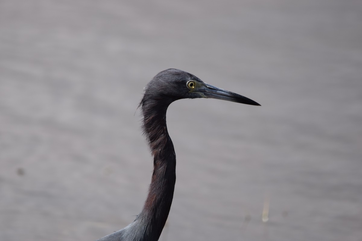 Garceta Azul - ML646916895