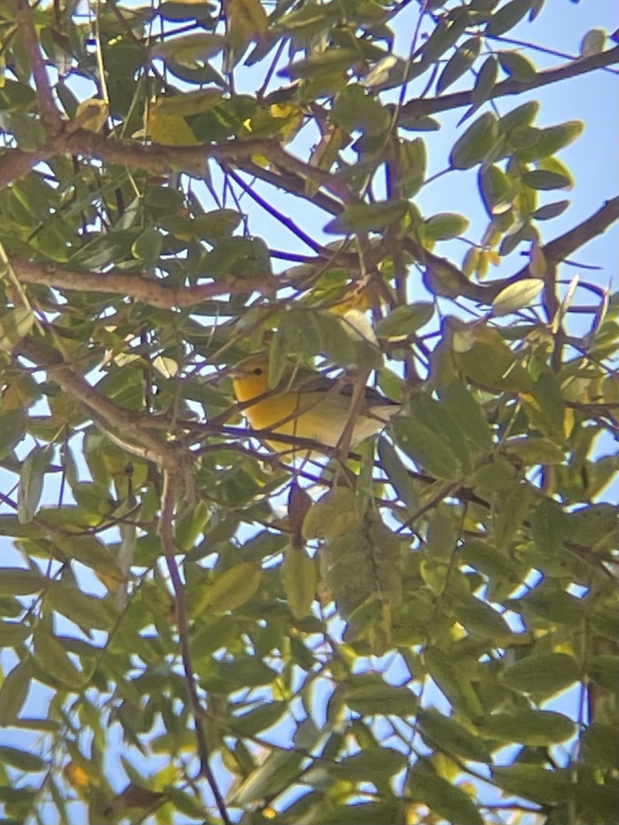 Prothonotary Warbler - ML646916896