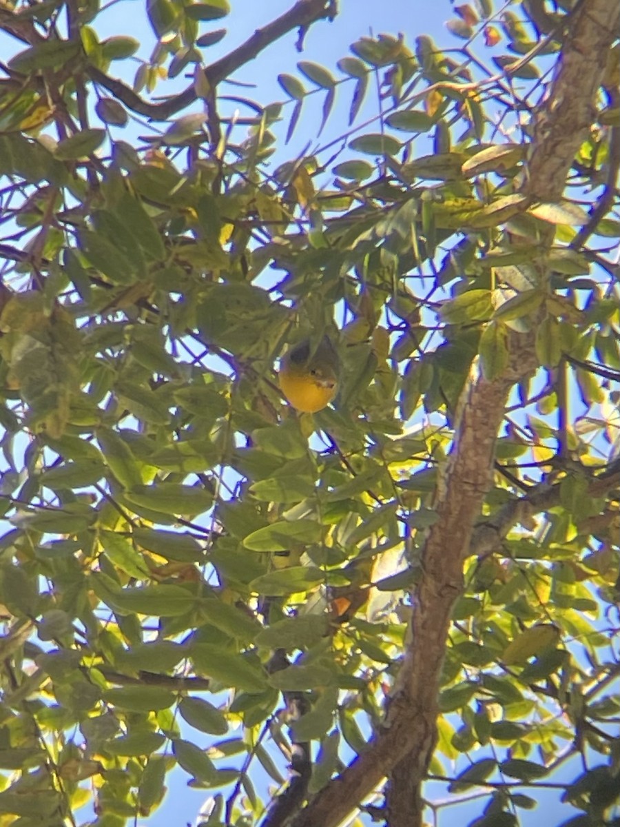 Prothonotary Warbler - ML646916897