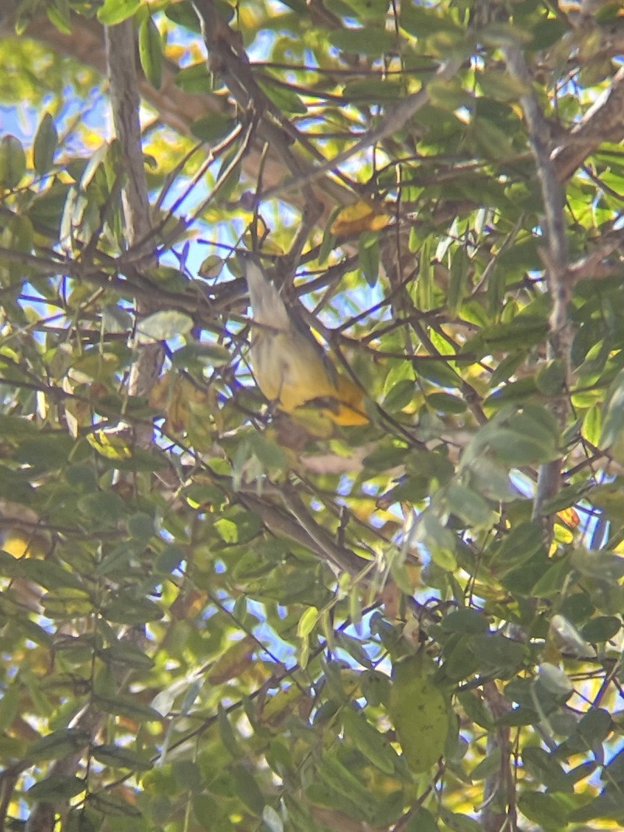 Prothonotary Warbler - ML646916898