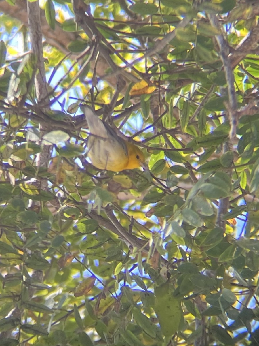 Prothonotary Warbler - ML646916899