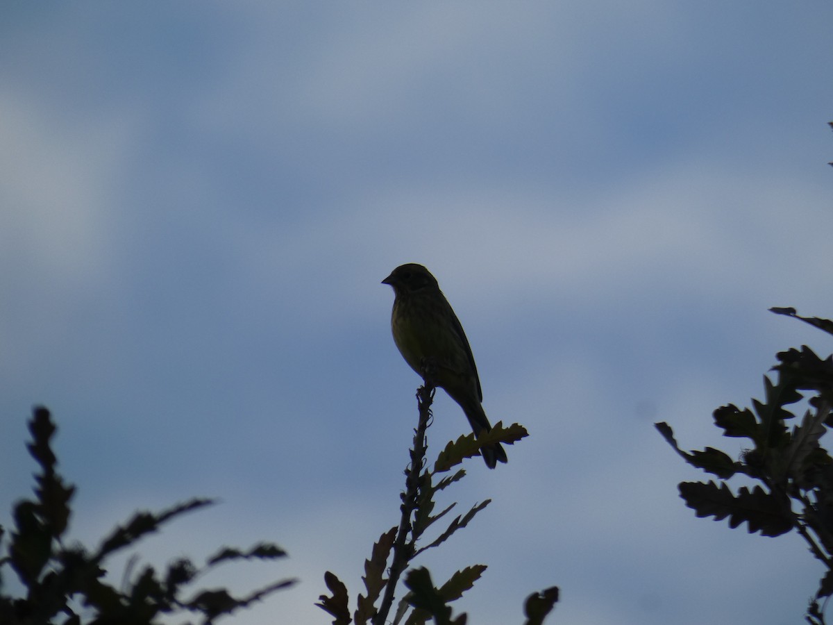 Yellowhammer - ML646916900