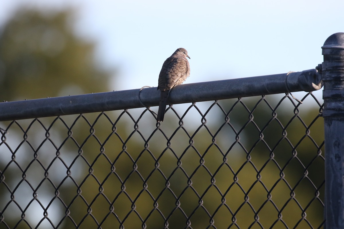 Inca Dove - ML646916901