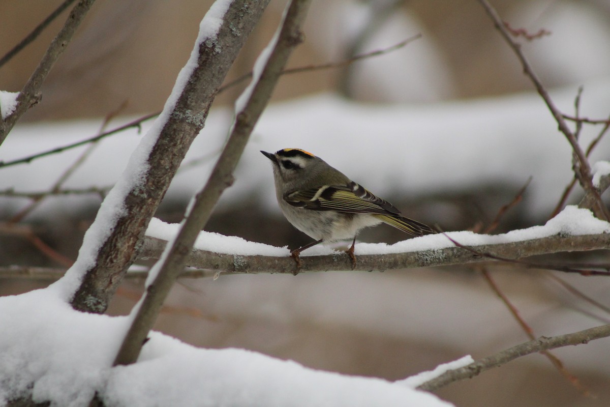 Golden-crowned Kinglet - ML646916903