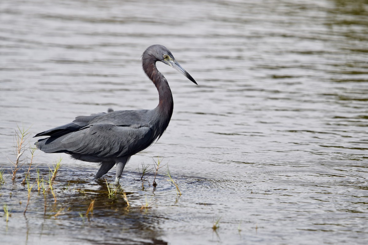 Garceta Azul - ML646916909