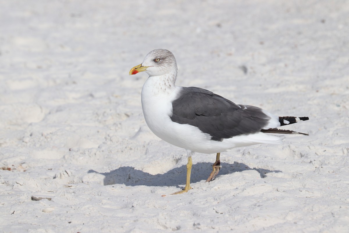 小黑背鷗 - ML646916910