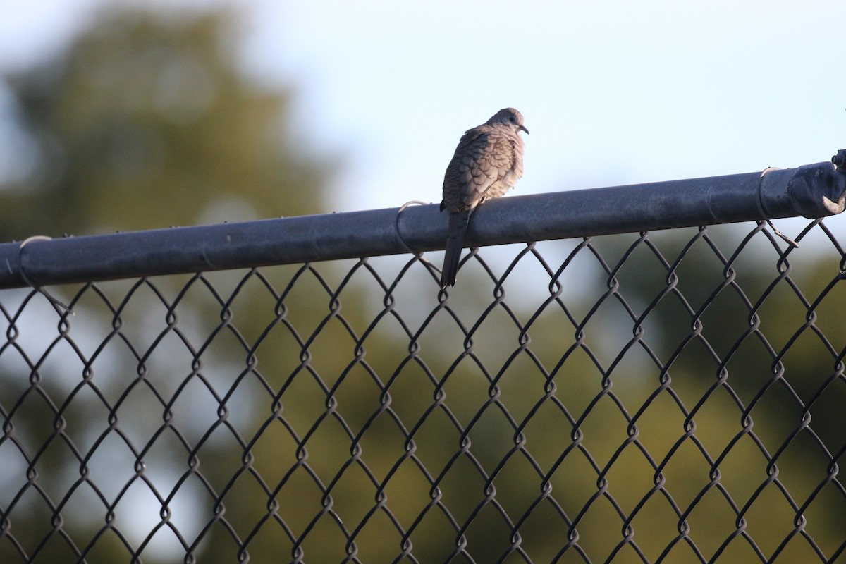 Inca Dove - ML646916911