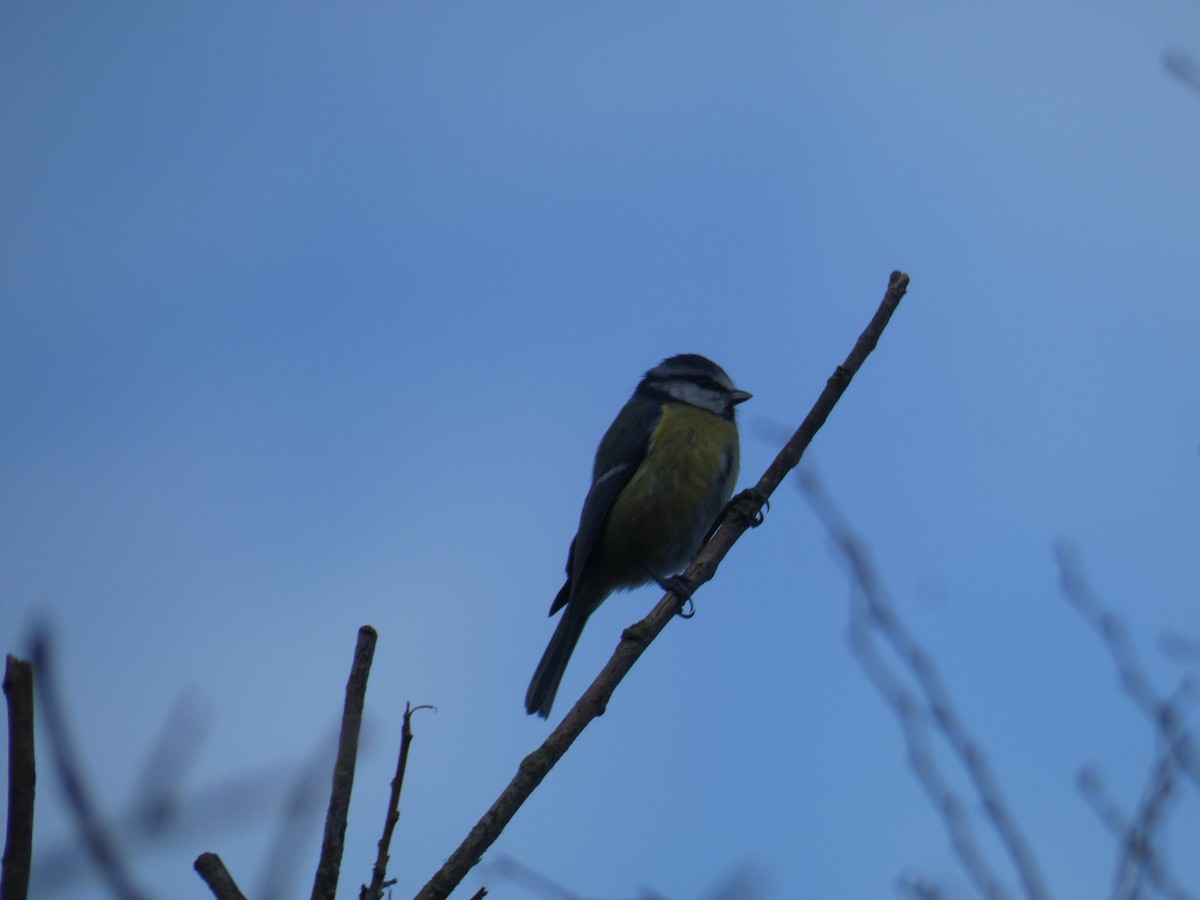 Eurasian Blue Tit - ML646916914