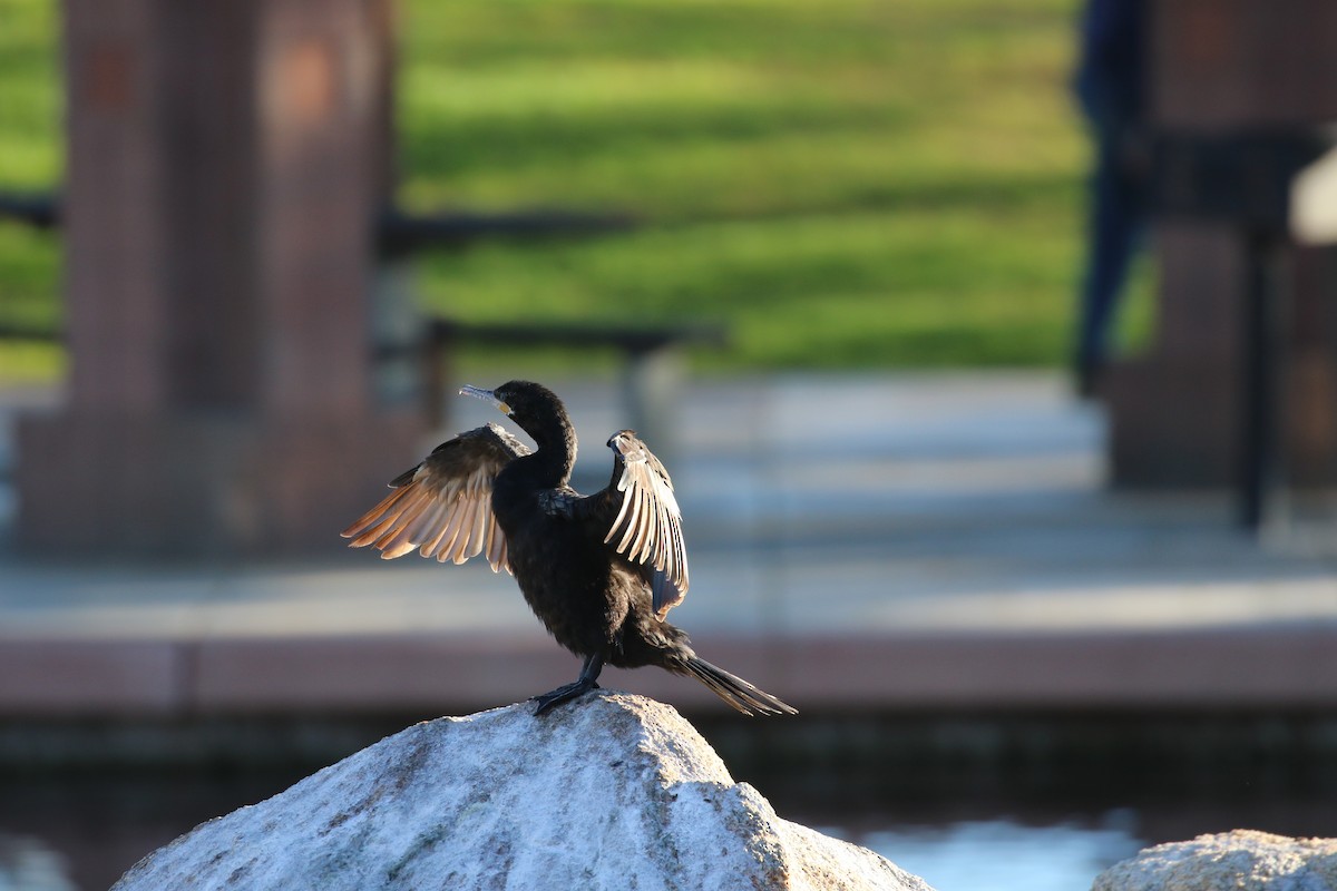 Neotropic Cormorant - ML646916915