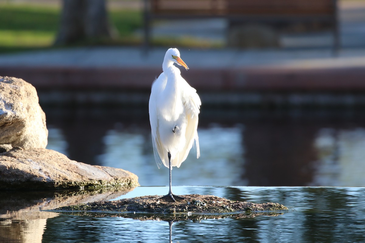Great Egret - ML646916921