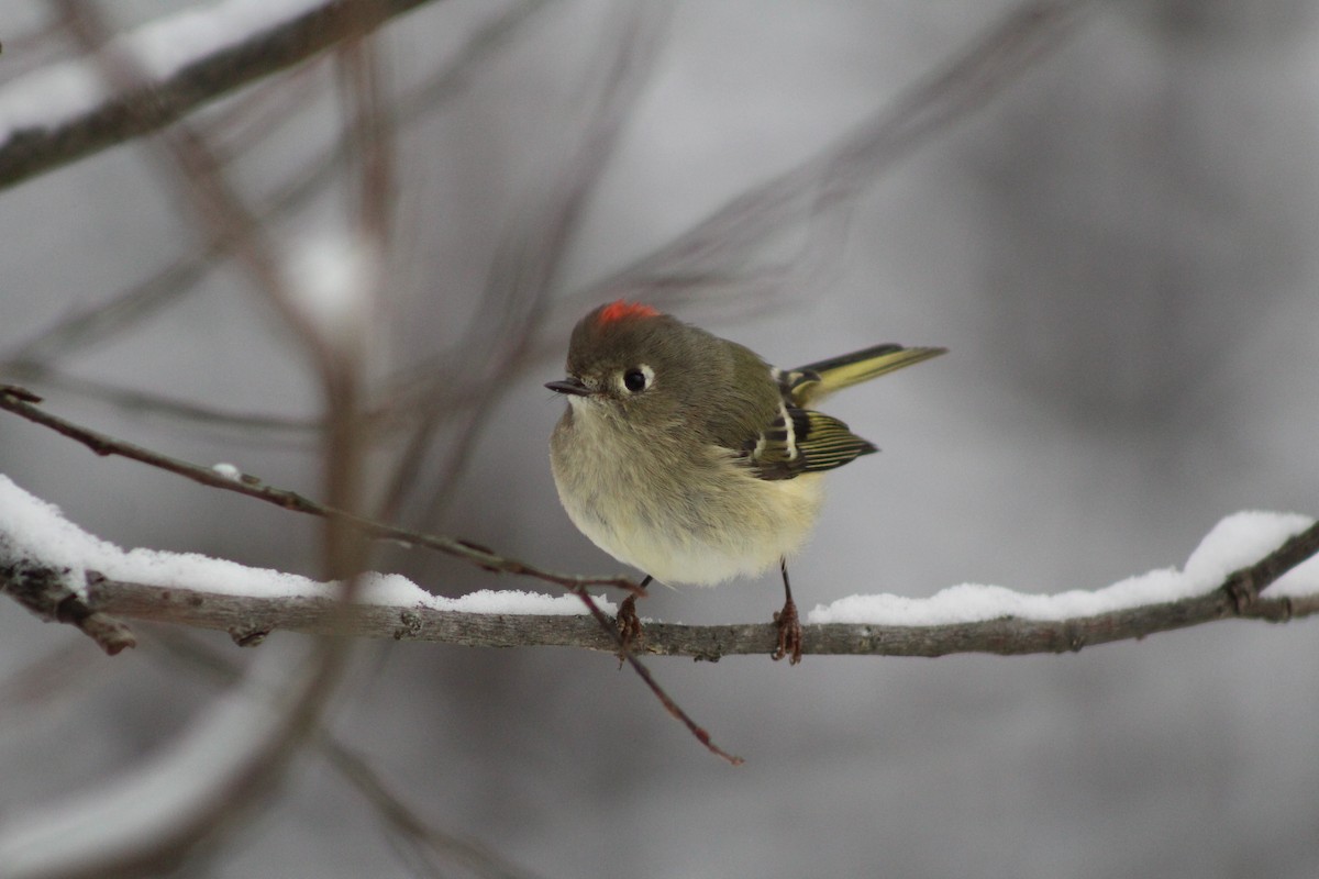 Ruby-crowned Kinglet - ML646916924