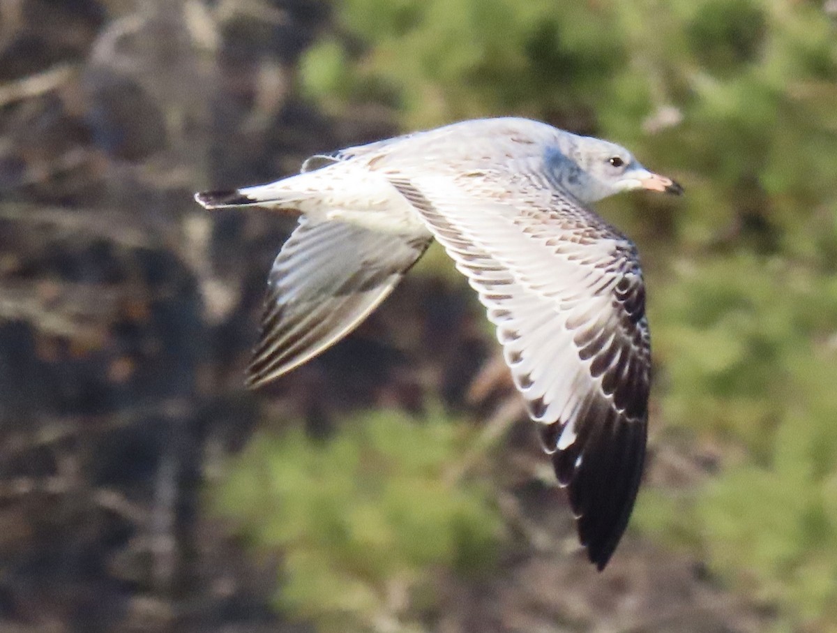 Ring-billed Gull - ML646916925