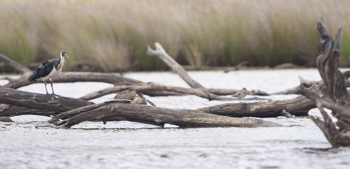 Yakalı Kutsal Aynak - ML646916927