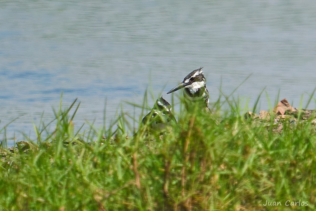 Pied Kingfisher - ML646916936