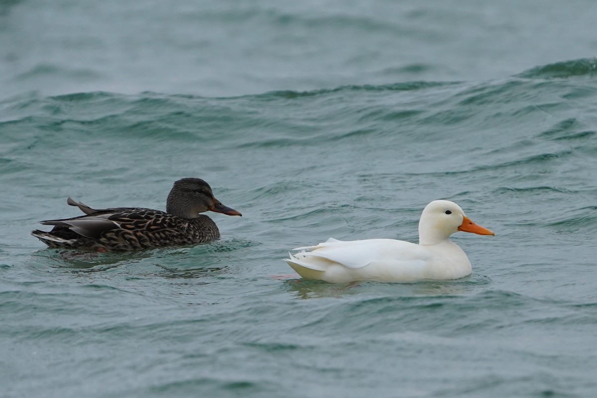 綠頭鴨 - ML646916941