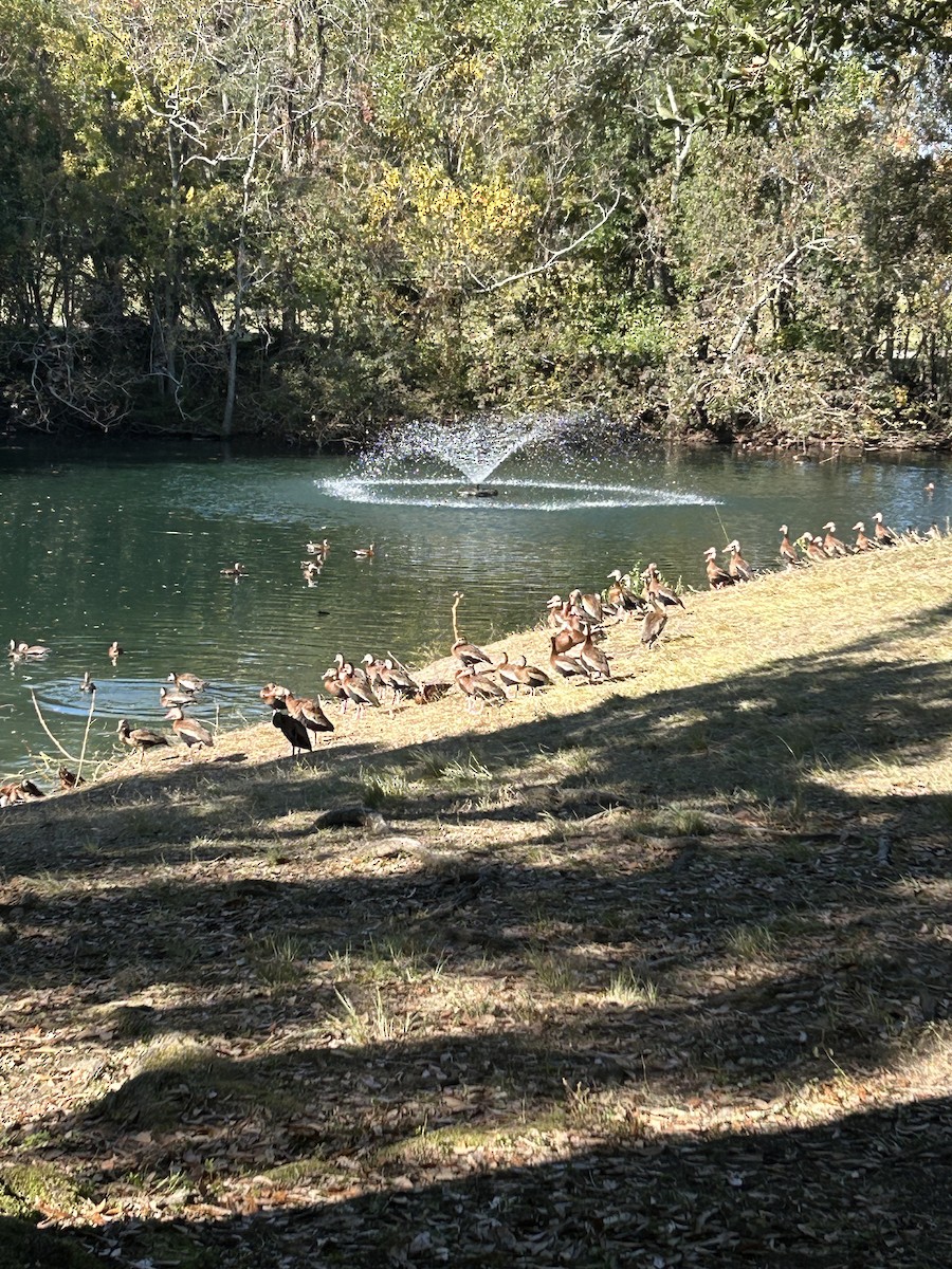 Black-bellied Whistling-Duck - ML646916942