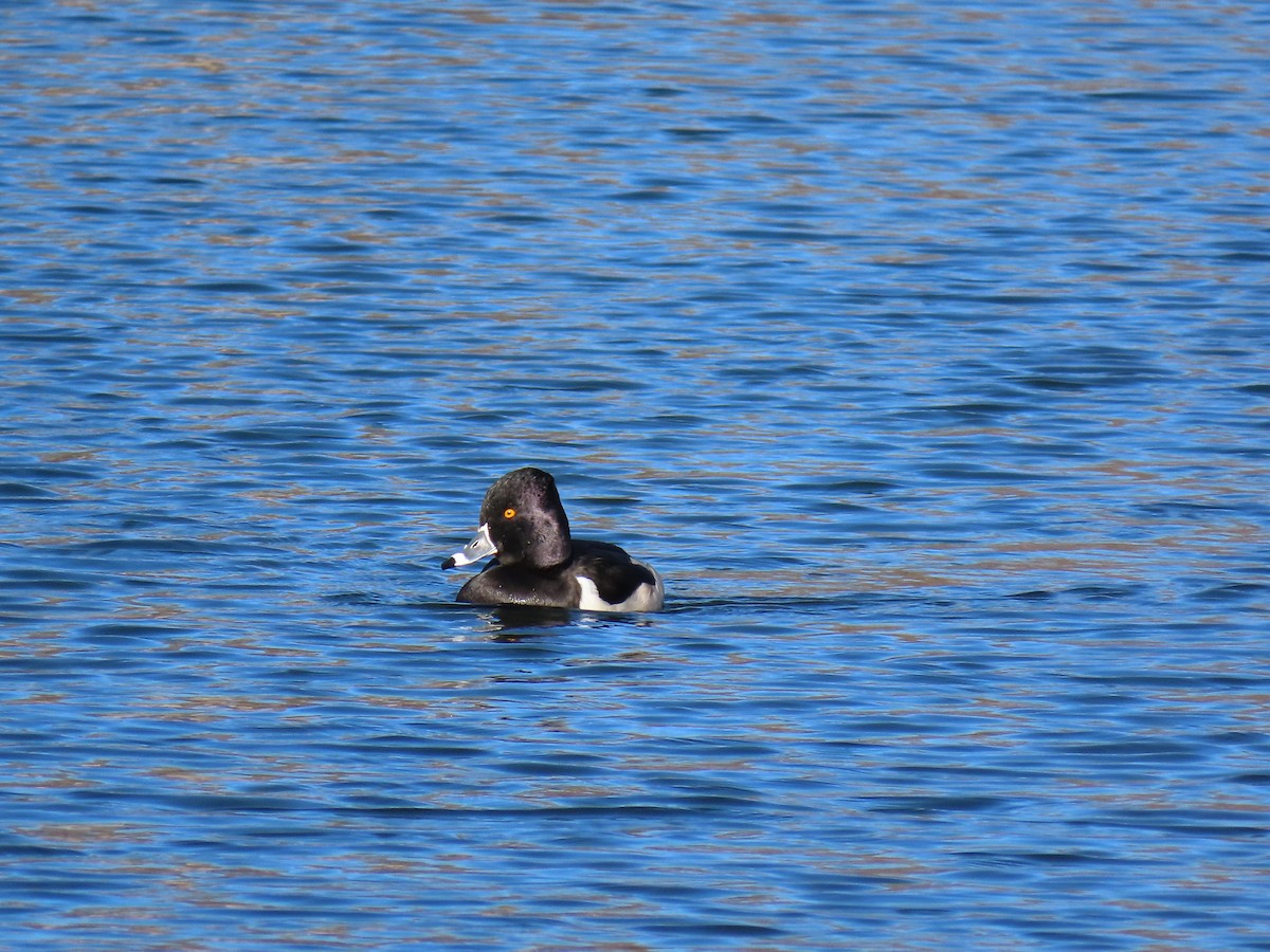 Murgilari lepokoduna - ML646916943