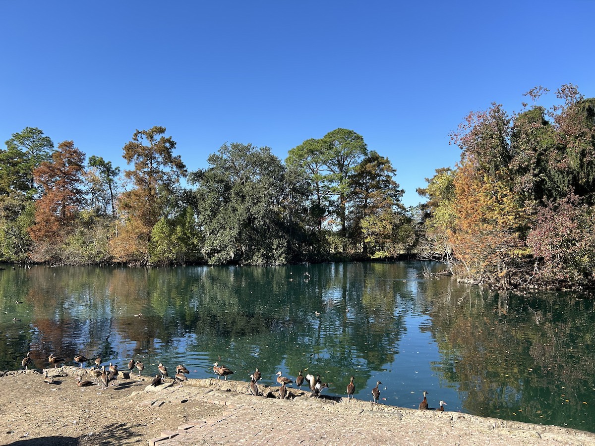 Black-bellied Whistling-Duck - ML646916944