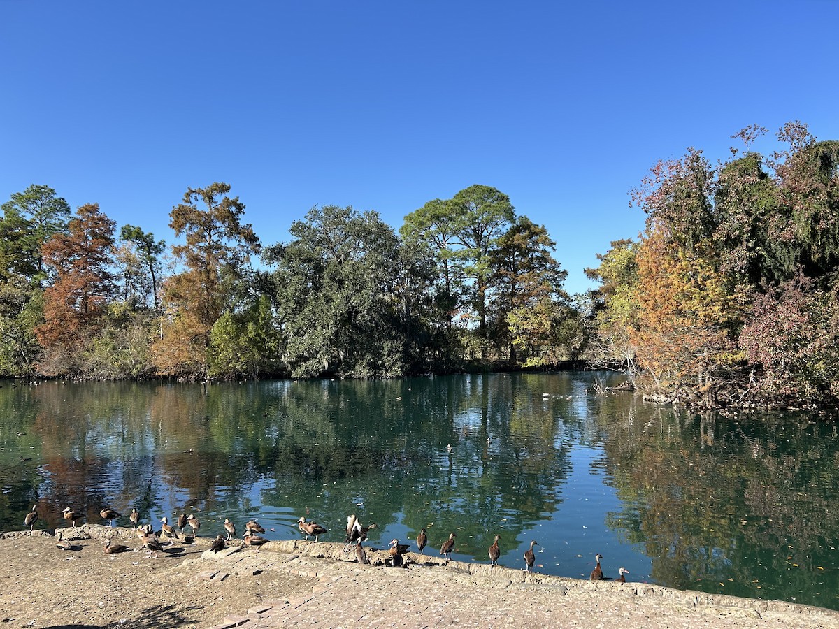 Black-bellied Whistling-Duck - ML646916945