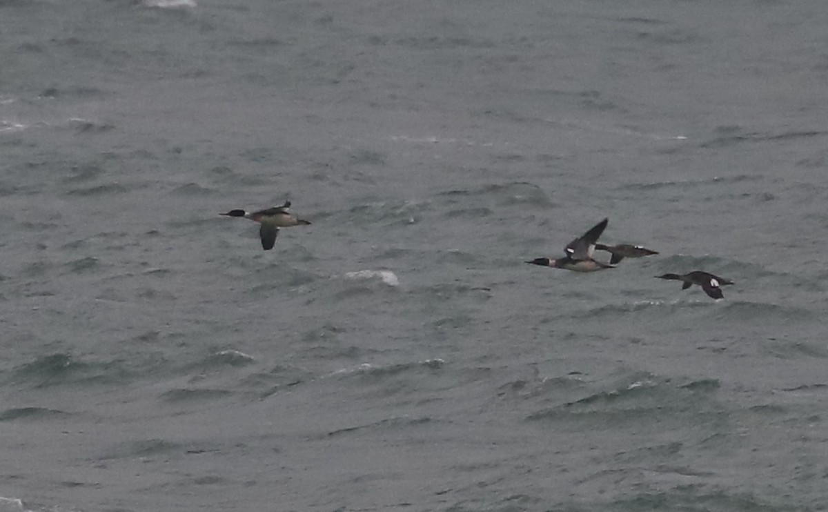 紅胸秋沙 - ML646916950