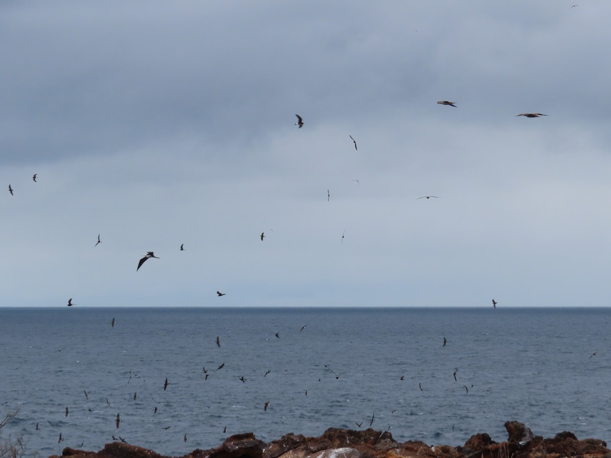 Elliot's Storm-Petrel - ML646916951