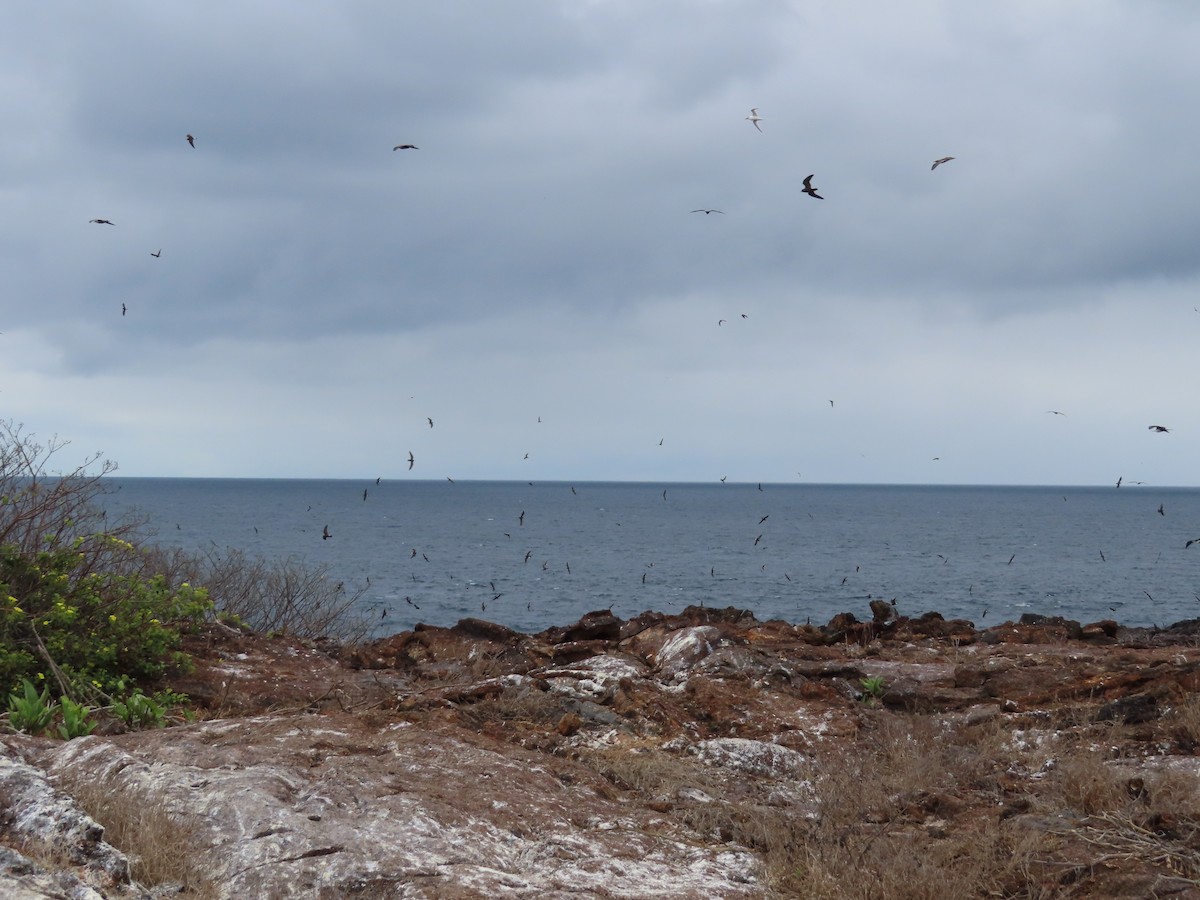 Elliot's Storm-Petrel - ML646916952