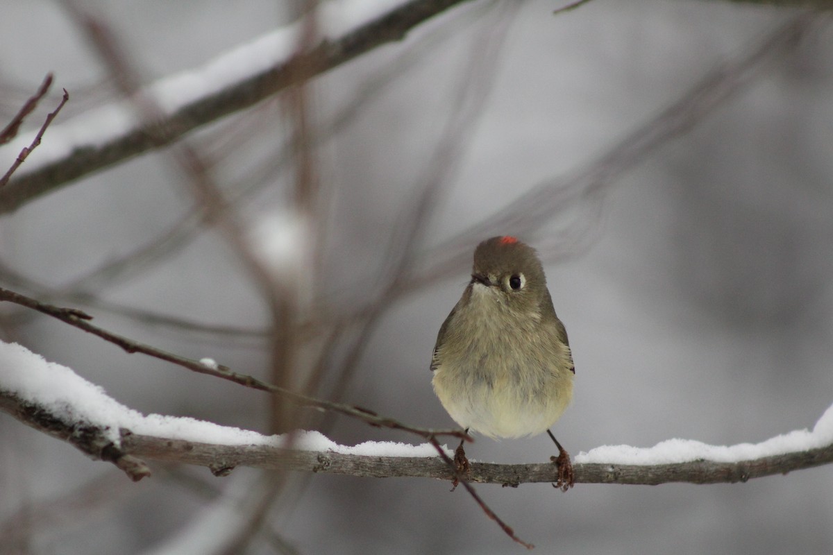 Ruby-crowned Kinglet - ML646916954