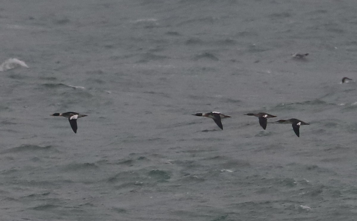 紅胸秋沙 - ML646916955