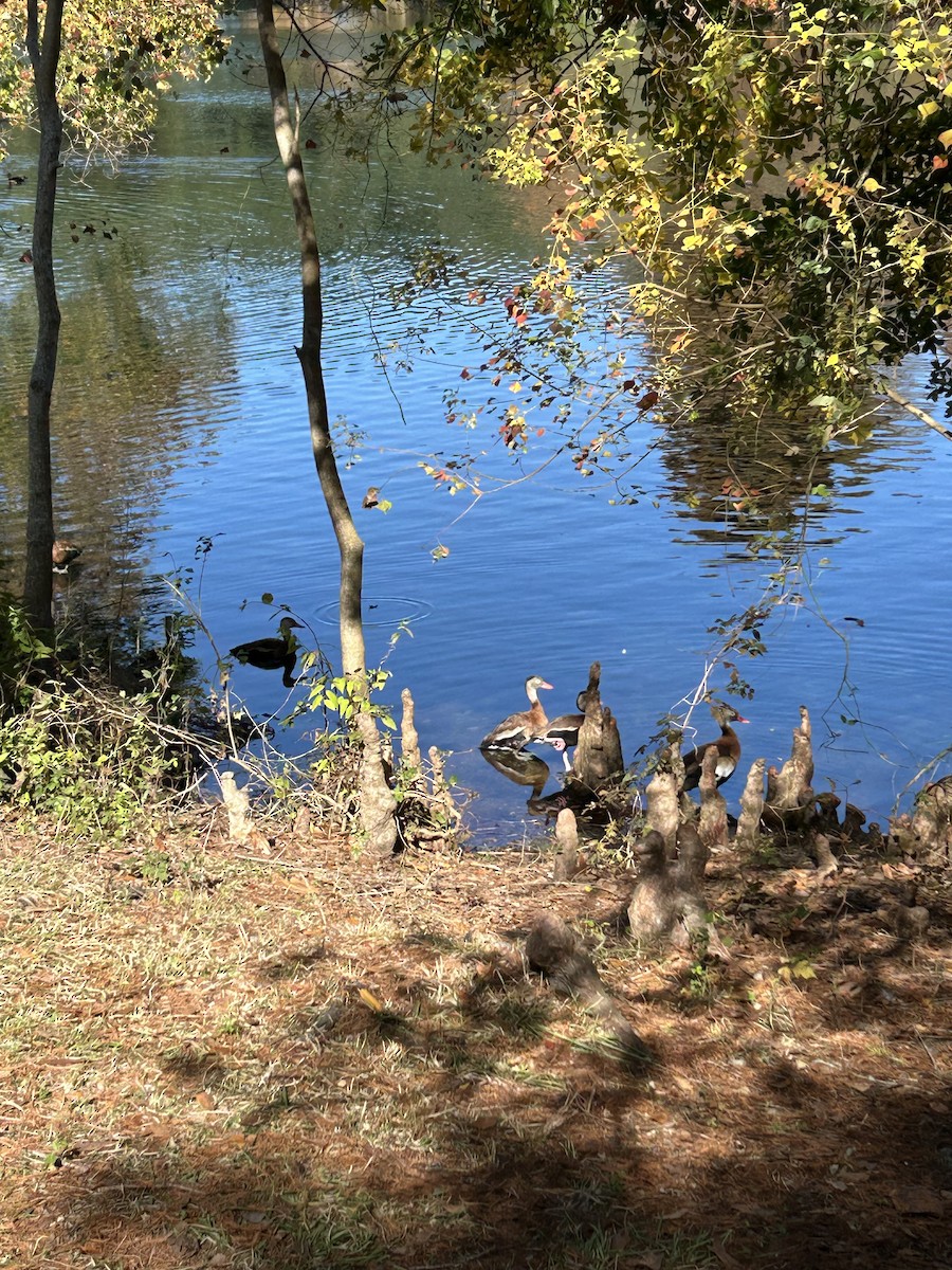 Black-bellied Whistling-Duck - ML646916956