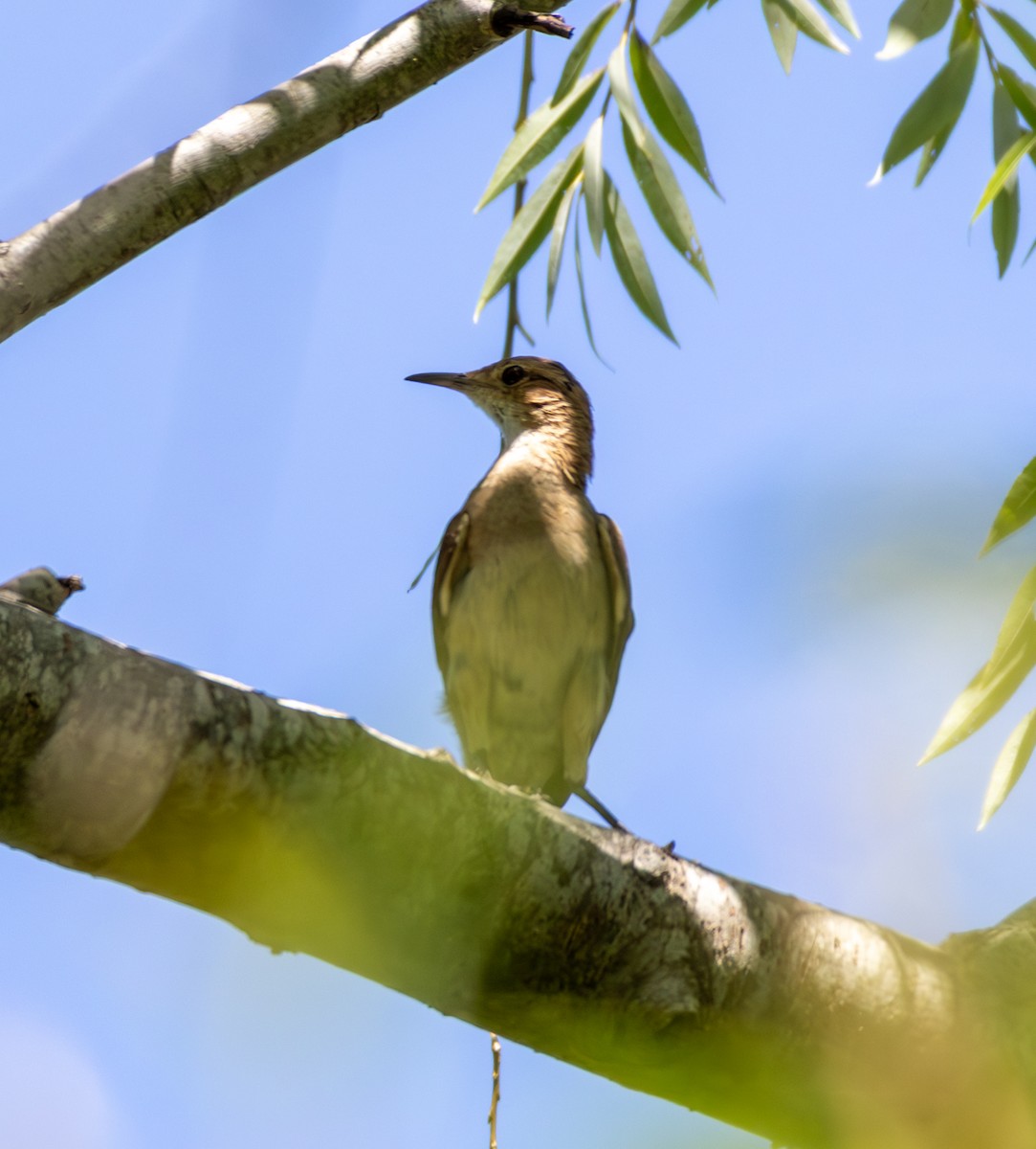 Rufous Hornero - ML646916957