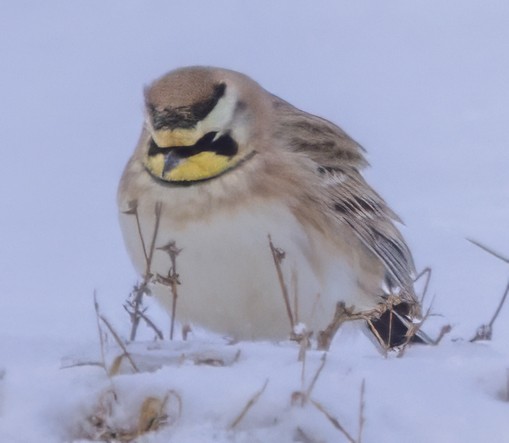 Horned Lark - ML646916958
