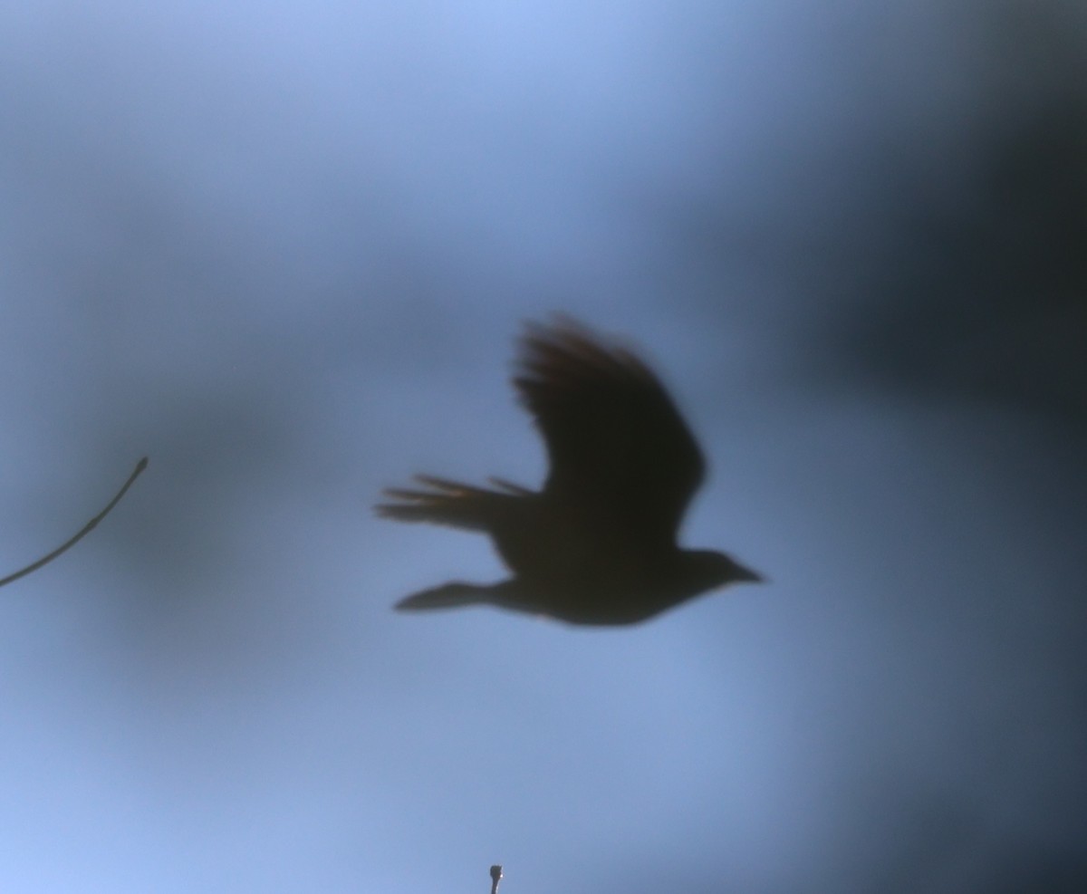 American Crow - ML646916962