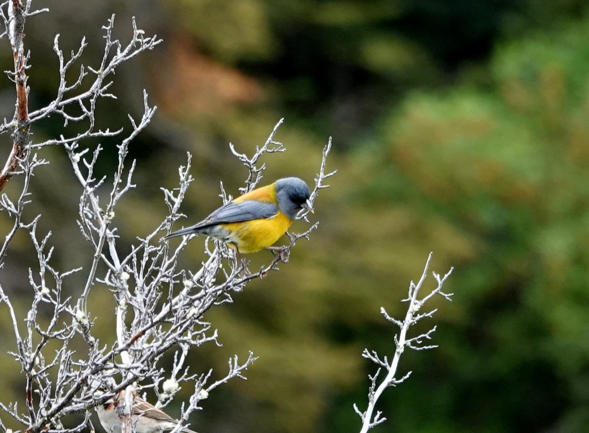 Patagonian Sierra Finch - ML646916963