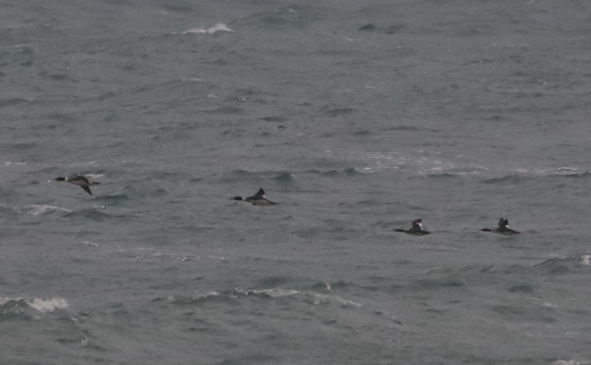 紅胸秋沙 - ML646916964