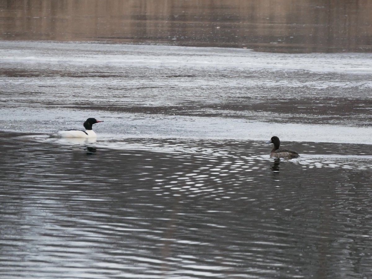 斑背潛鴨 - ML646916965