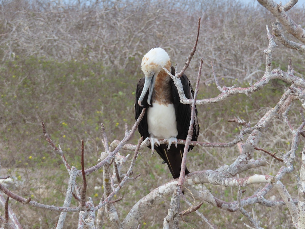Great Frigatebird - ML646916966