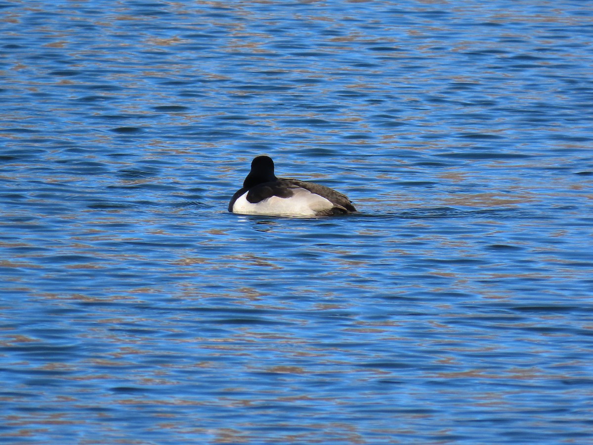 環頸潛鴨 - ML646916967