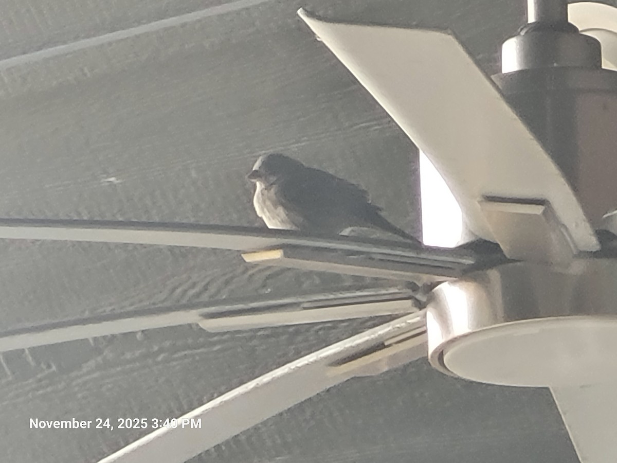 House Finch - ML646916970