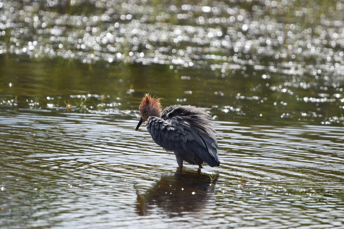 Garceta Rojiza - ML646916971