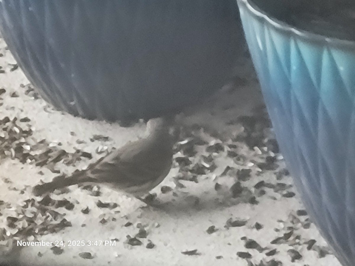 House Finch - ML646916974