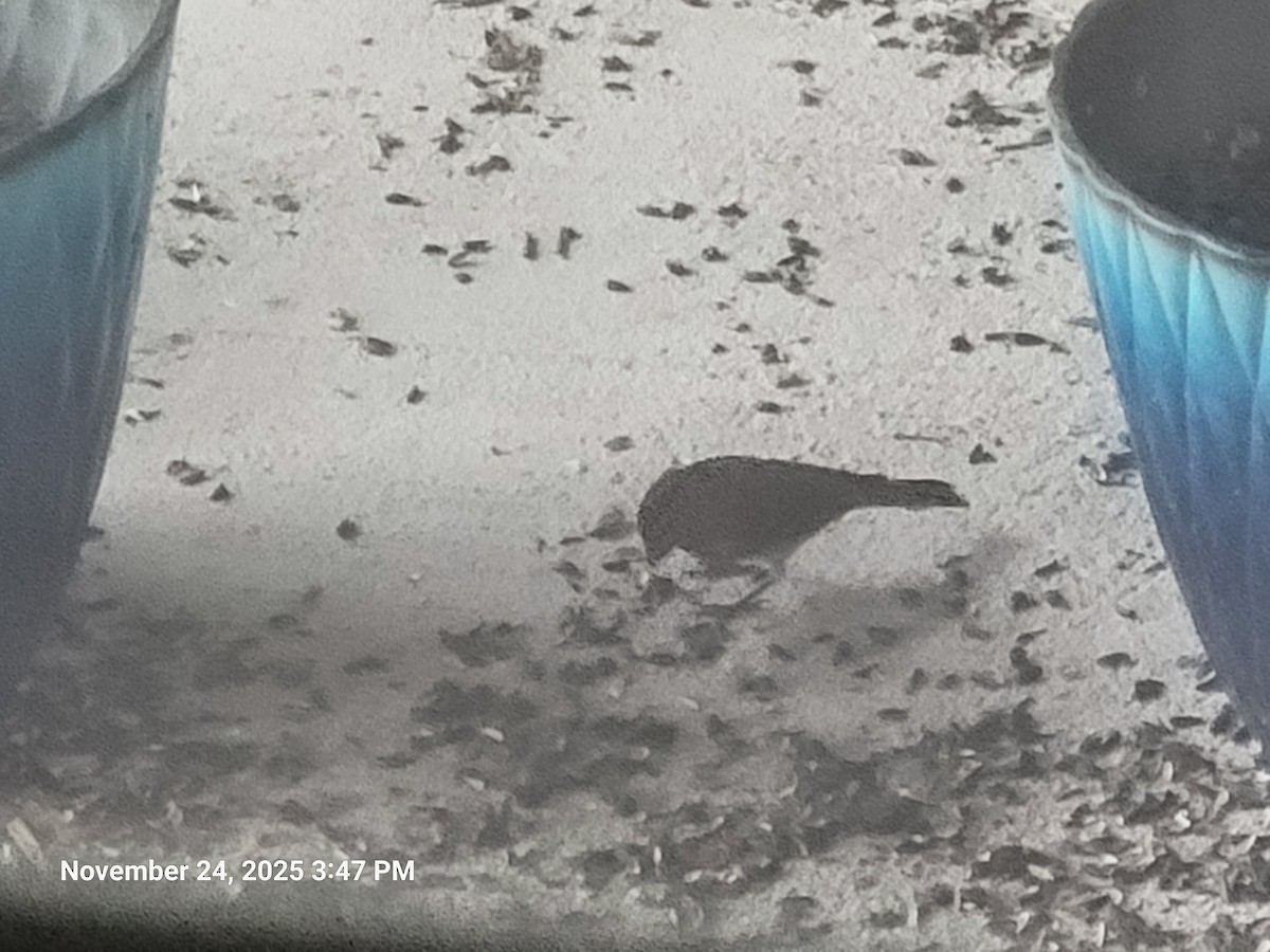 House Finch - ML646916975