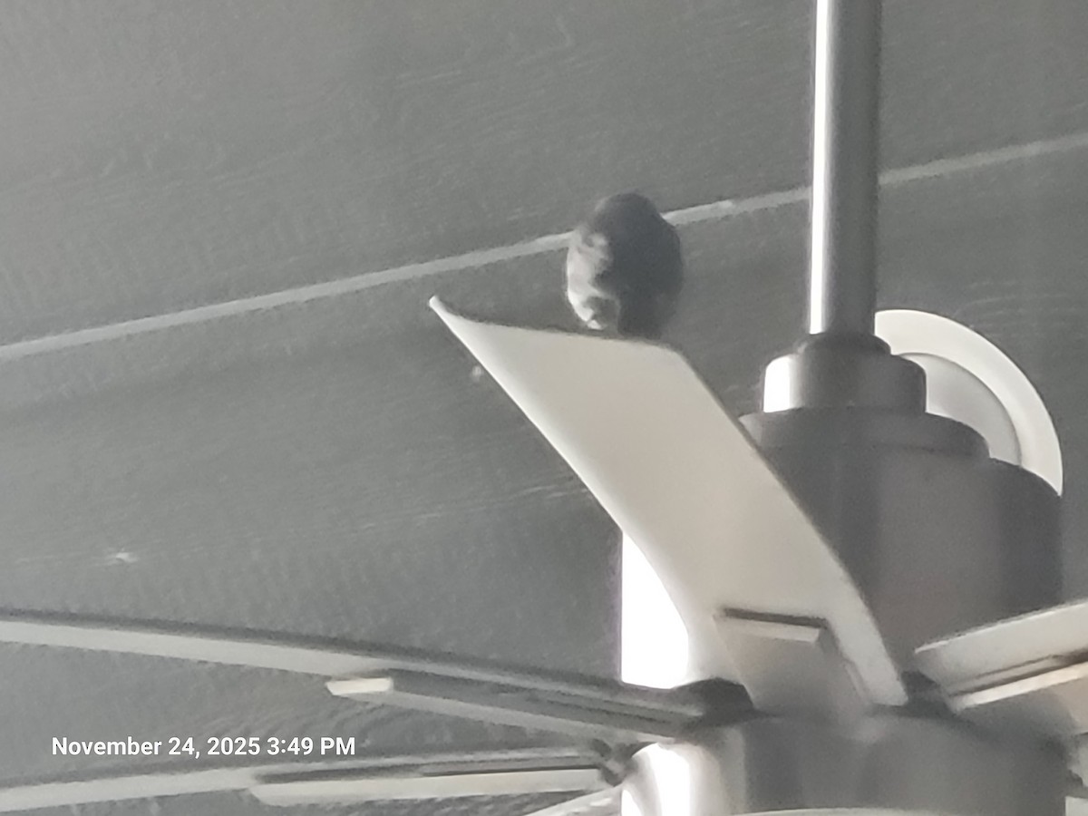 House Finch - ML646916976