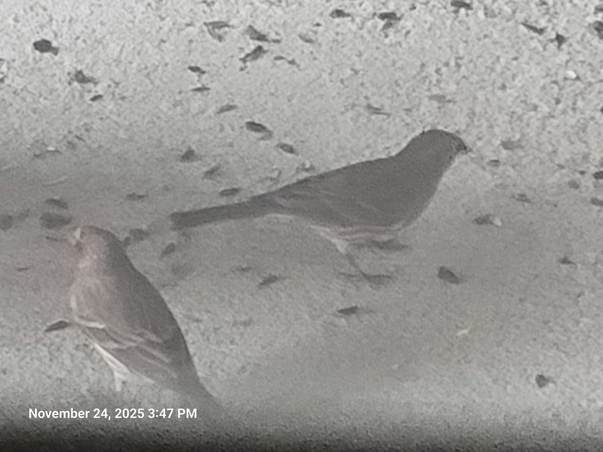 House Finch - ML646916978