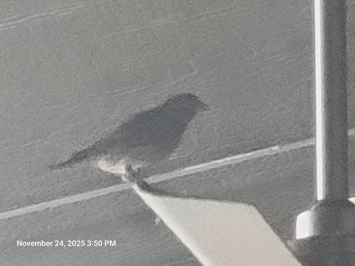 House Finch - ML646916981