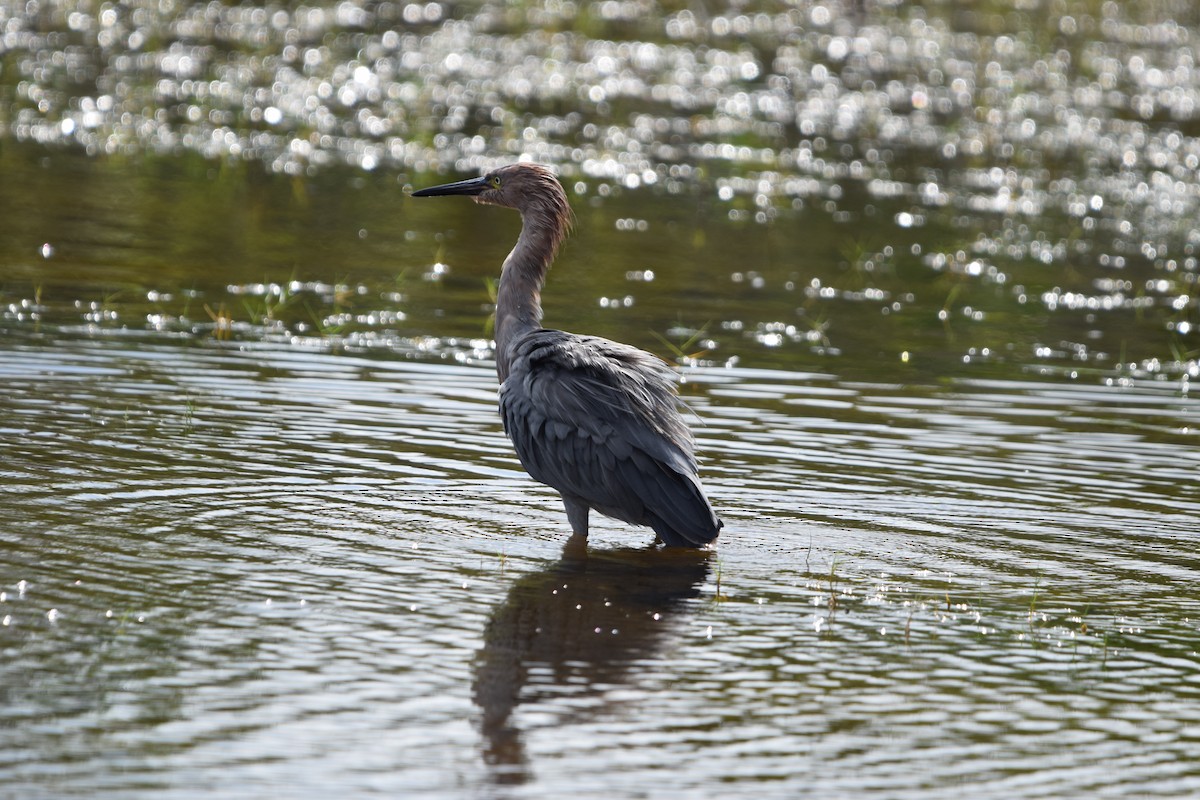 Garceta Rojiza - ML646916982