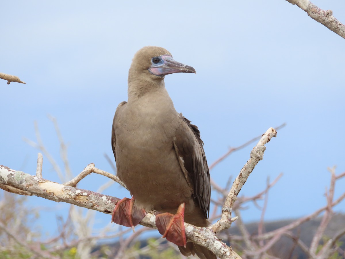 Zanga hankagorria - ML646916983