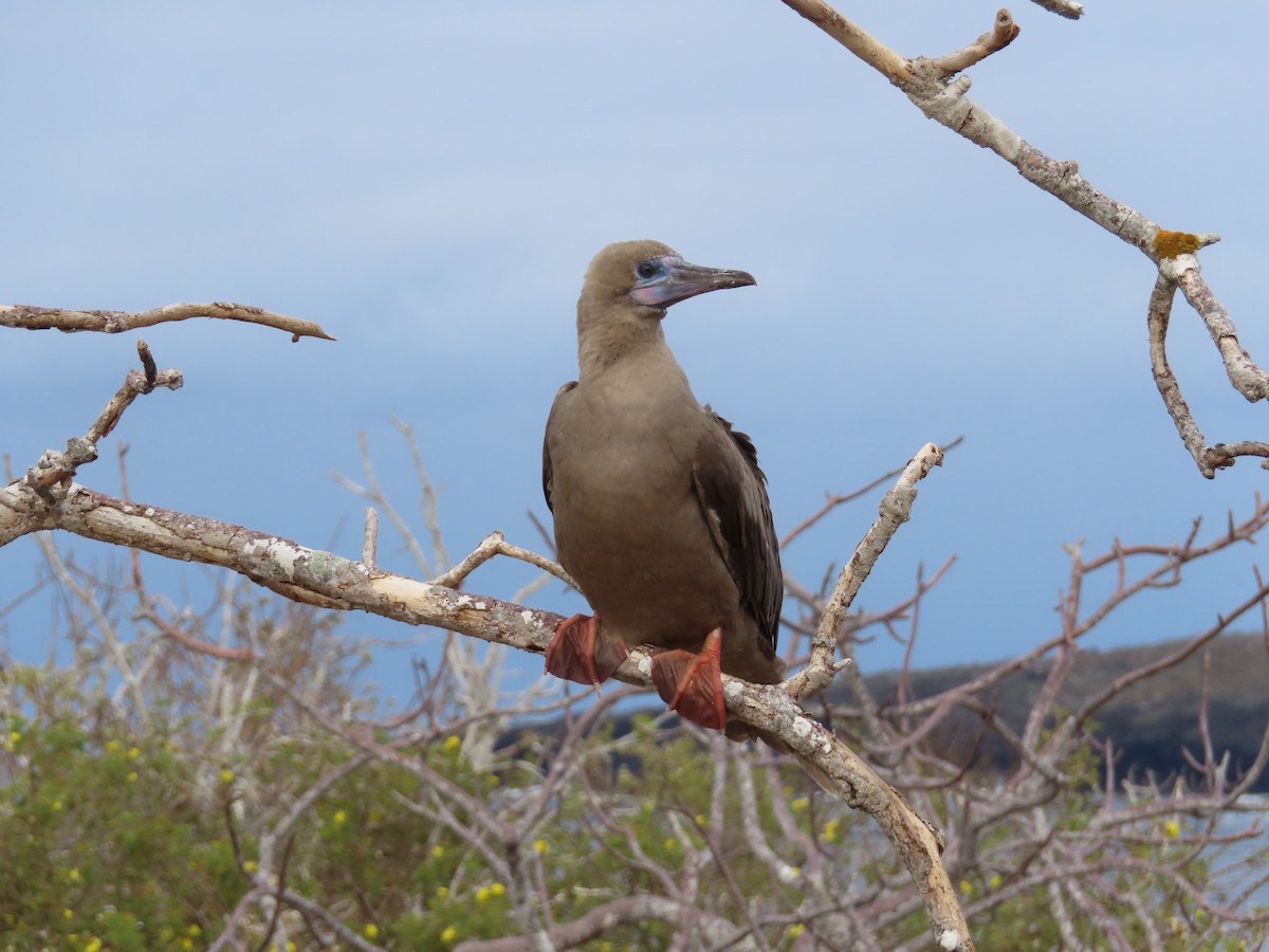 Zanga hankagorria - ML646916984