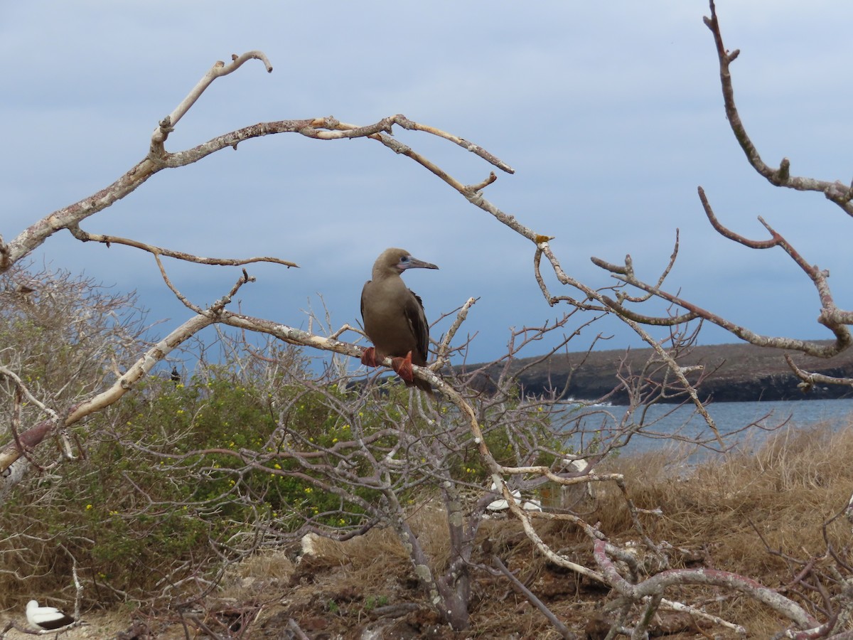 Zanga hankagorria - ML646916985