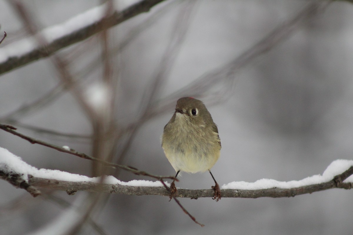Ruby-crowned Kinglet - ML646916986